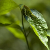 Flowering Nutmeg